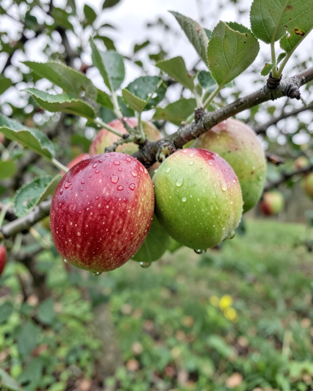 Red and green apples growing on the branch after rain