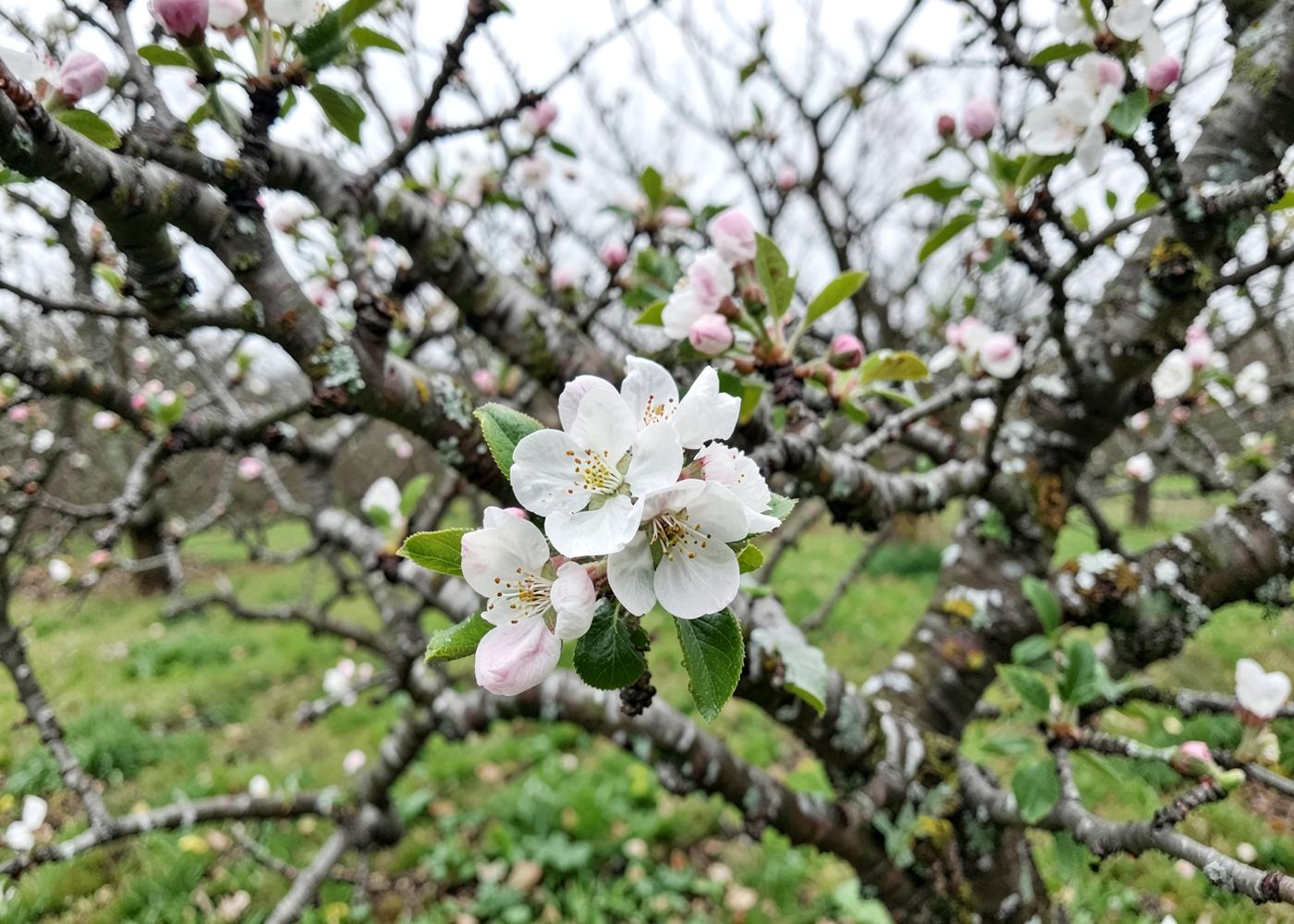 Apple blossom on the branch in spring