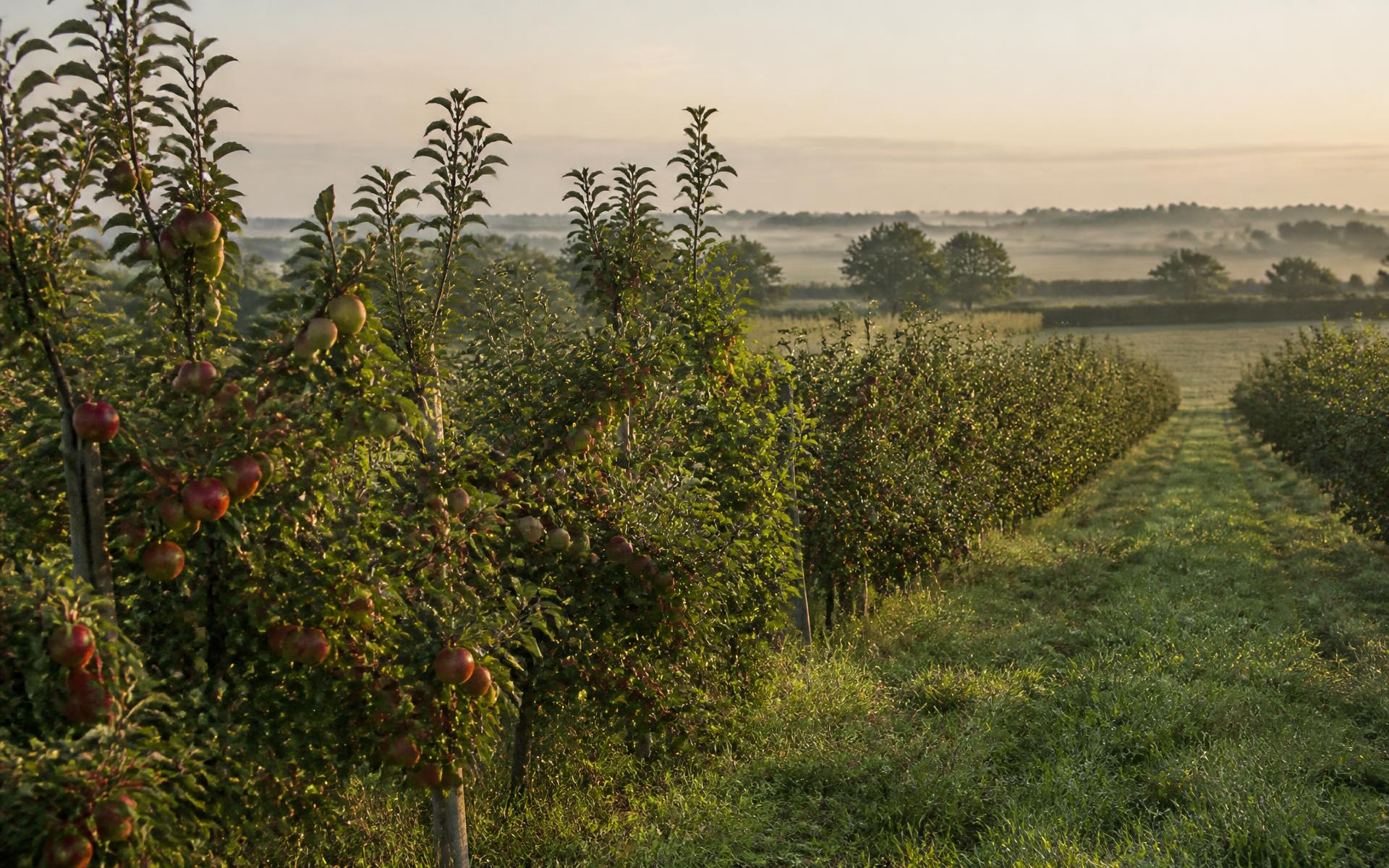 Rows of apple trees in a Cheshire orchard at golden hour
